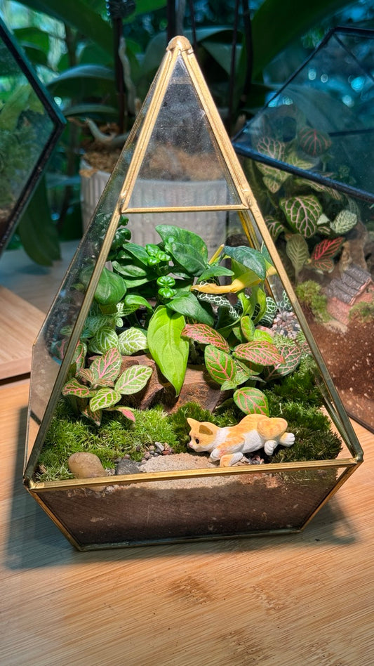 Fittonia and Fern with Moss Arrangement in Pyramidal Glass