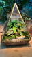 Indoor Plants with Moss Arrangement in Pyramidal Glass
