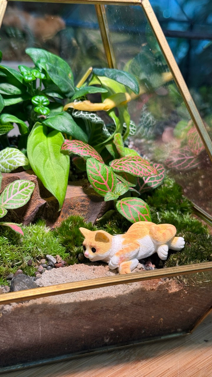 Indoor Plants with Moss Arrangement in Pyramidal Glass