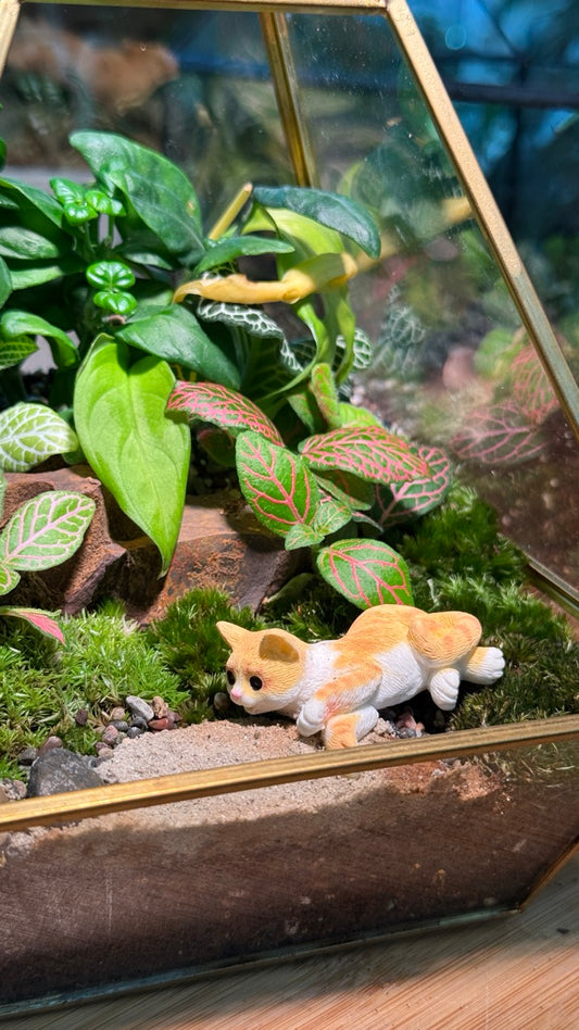 Fittonia and Fern with Moss Arrangement in Pyramidal Glass