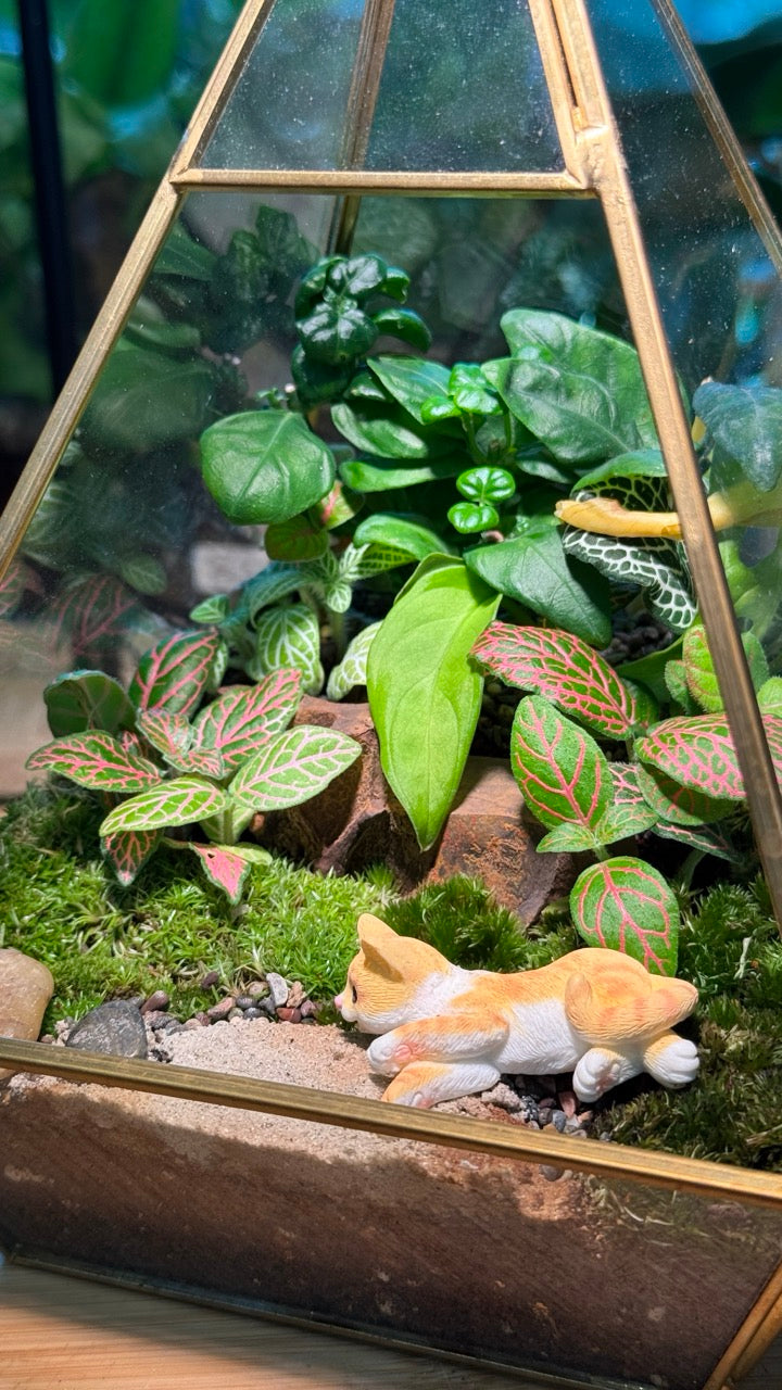 Indoor Plants with Moss Arrangement in Pyramidal Glass