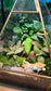 Indoor Plants with Moss Arrangement in Pyramidal Glass
