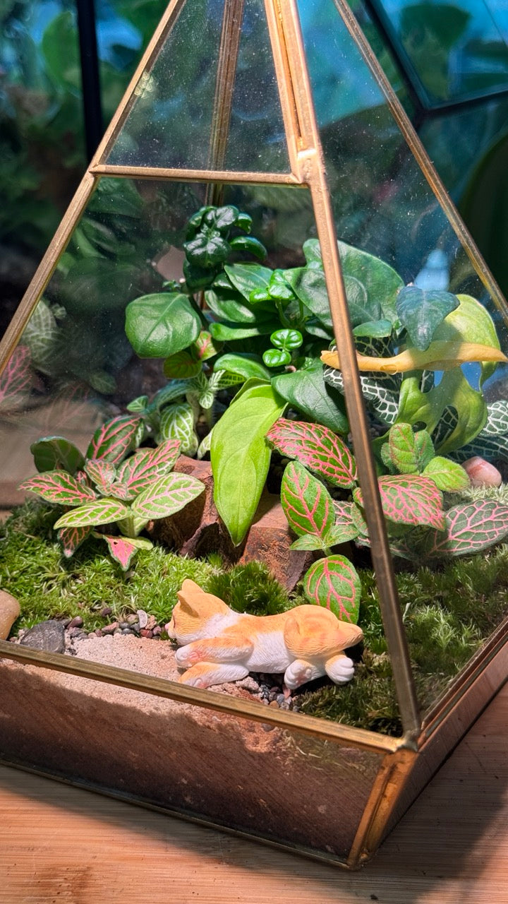Indoor Plants with Moss Arrangement in Pyramidal Glass