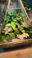 Indoor Plants with Moss Arrangement in Pyramidal Glass