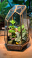Indoor Plants with Moss Arrangement in Gold Polygonal Tall Glass
