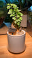 Ficus Pumila Indoor Plant in White Ceramic Pot