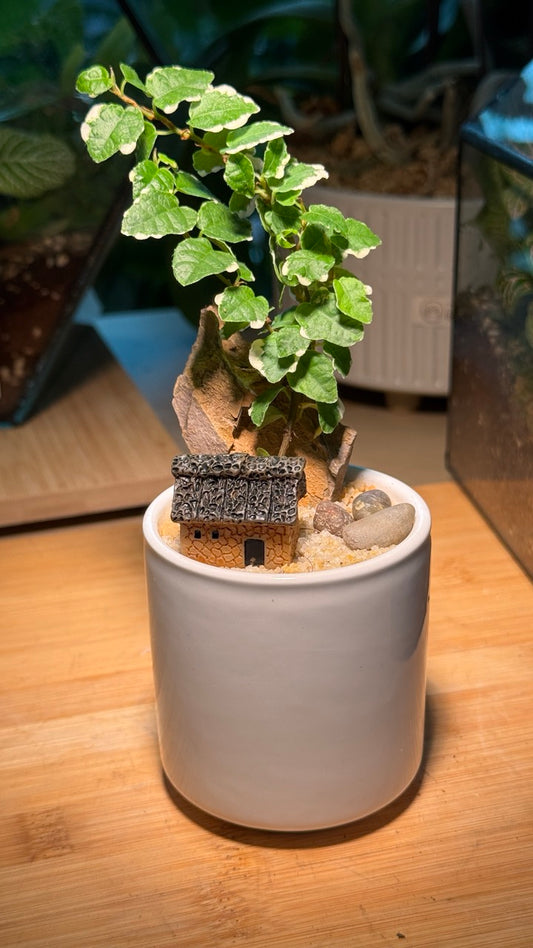 Ficus Pumila Indoor Plant in White Ceramic Pot