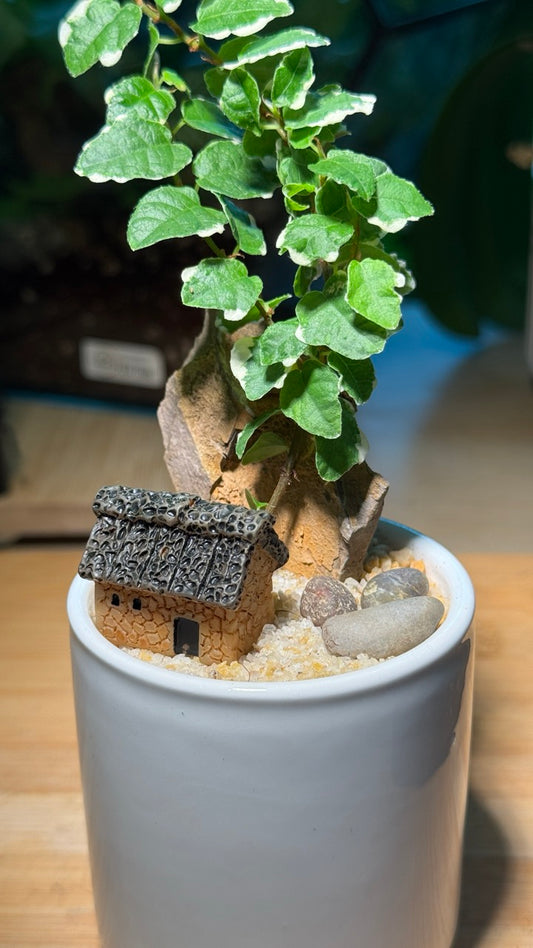 Ficus Pumila Indoor Plant in White Ceramic Pot
