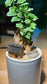 Ficus Pumila Indoor Plant in White Ceramic Pot