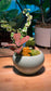 Ficus Pumila, Fittonia, and Moss in Green Ceramic Pot