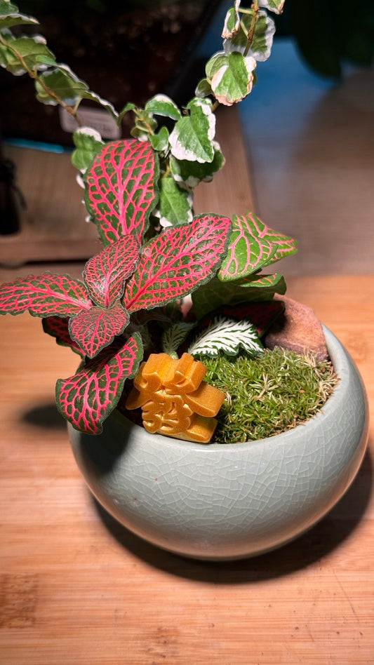 Ficus Pumila, Fittonia, and Moss in Green Ceramic Pot