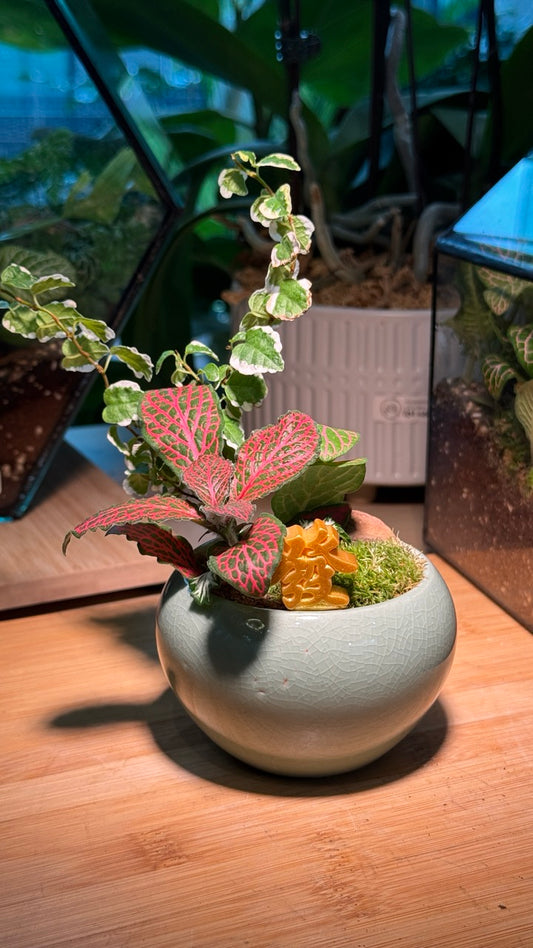 Ficus Pumila, Fittonia, and Moss in Green Ceramic Pot