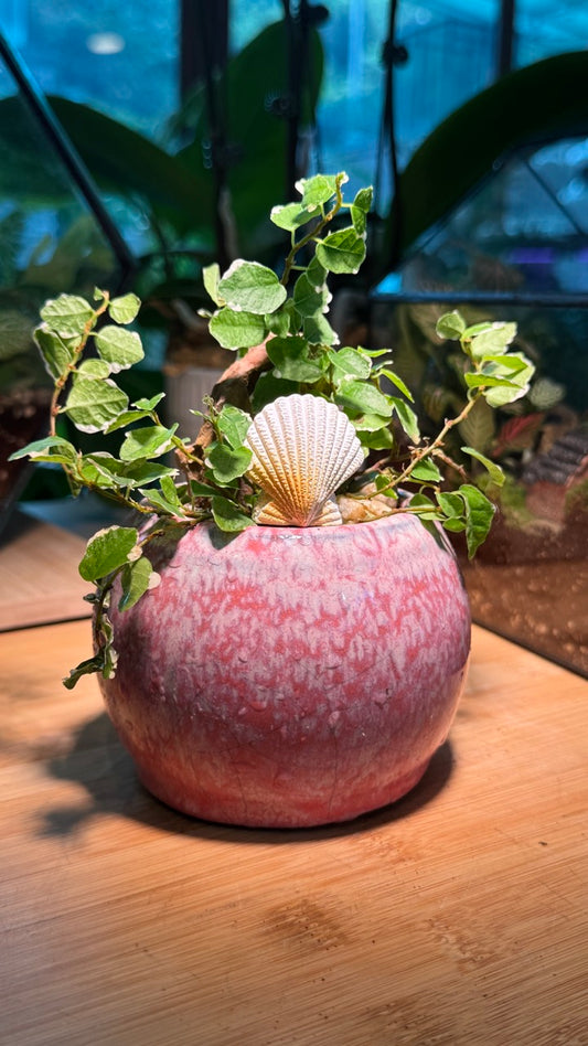 Ficus Pumila with Shell Figurine in Pink Ceramic Pot