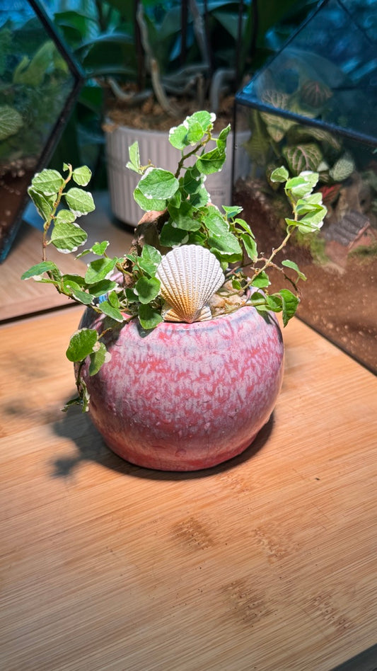 Ficus Pumila with Shell Figurine in Pink Ceramic Pot