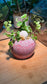 Ficus Pumila with Shell Figurine in Pink Ceramic Pot