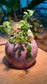 Ficus Pumila with Shell Figurine in Pink Ceramic Pot