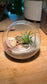 Airplant in Round Glass Terrarium