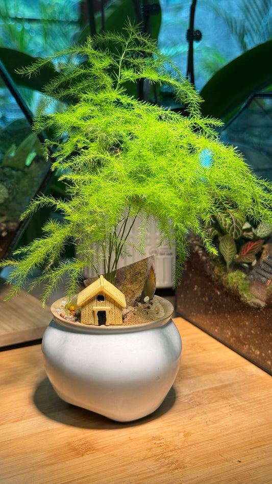 Asparagus Fern with House Figurine in White Ceramic Pot