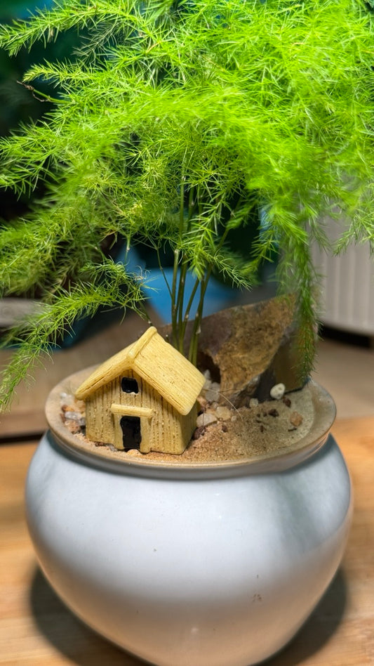 Asparagus Fern with House Figurine in White Ceramic Pot