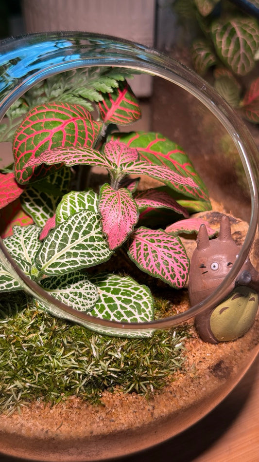Totoro: Indoor Plants in Round Glass Terrarium (L)