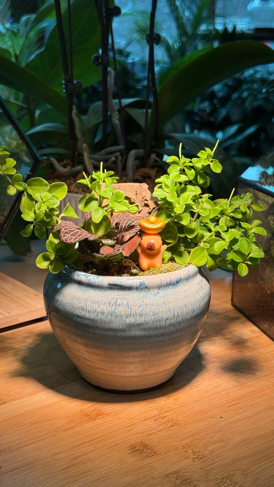 Peperomia Mini Valley with Fittonia in Blue Ceramic Pot
