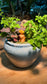 Peperomia Mini Valley with Fittonia in Blue Ceramic Pot