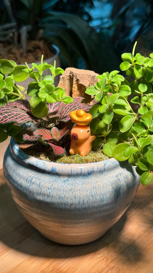 Peperomia Mini Valley with Fittonia in Blue Ceramic Pot