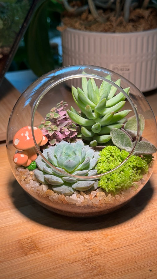 Round Glass Succulent Terrarium (M)