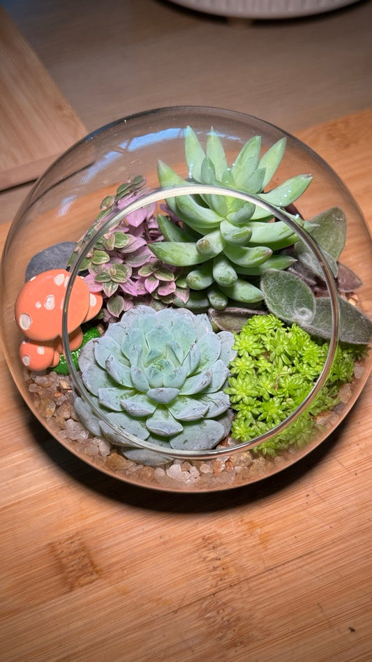 Succulent Arrangement in Round Glass (M)