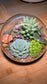 Round Glass Succulent Terrarium (M)