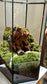 Miniature Mountain Landscape Terrarium in Hexagonal Glass