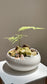 Asparagus Fern and Fittonia Arrangement in White Ceramic Pot