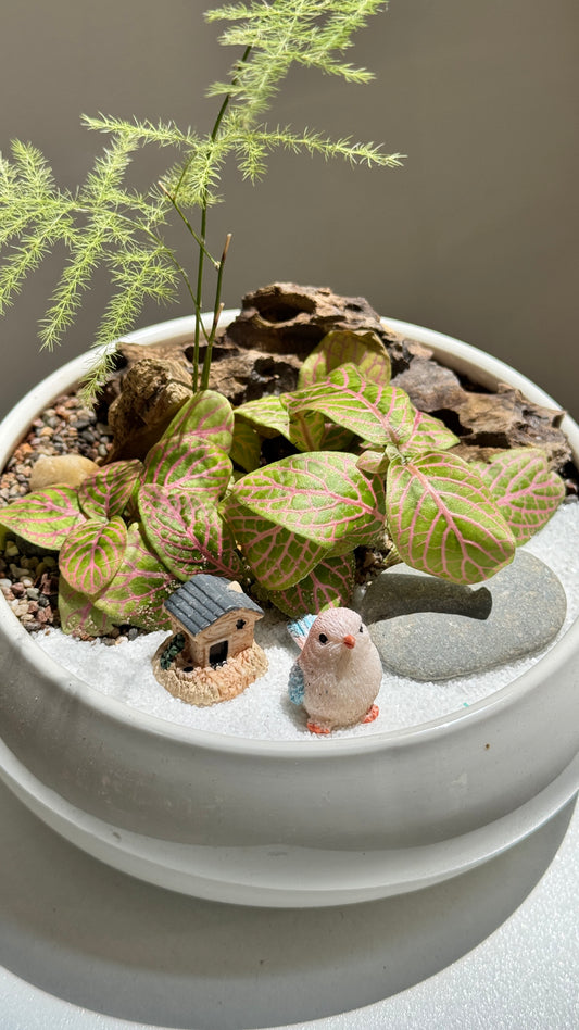 Asparagus Fern and Fittonia Arrangement in White Ceramic Pot