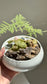 Asparagus Fern and Fittonia Arrangement in White Ceramic Pot