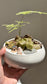 Asparagus Fern and Fittonia Arrangement in White Ceramic Pot