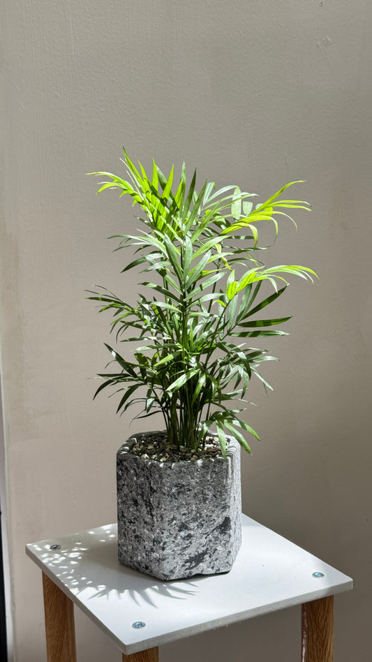Bamboo Palm in Grey Polymer Designer Pot