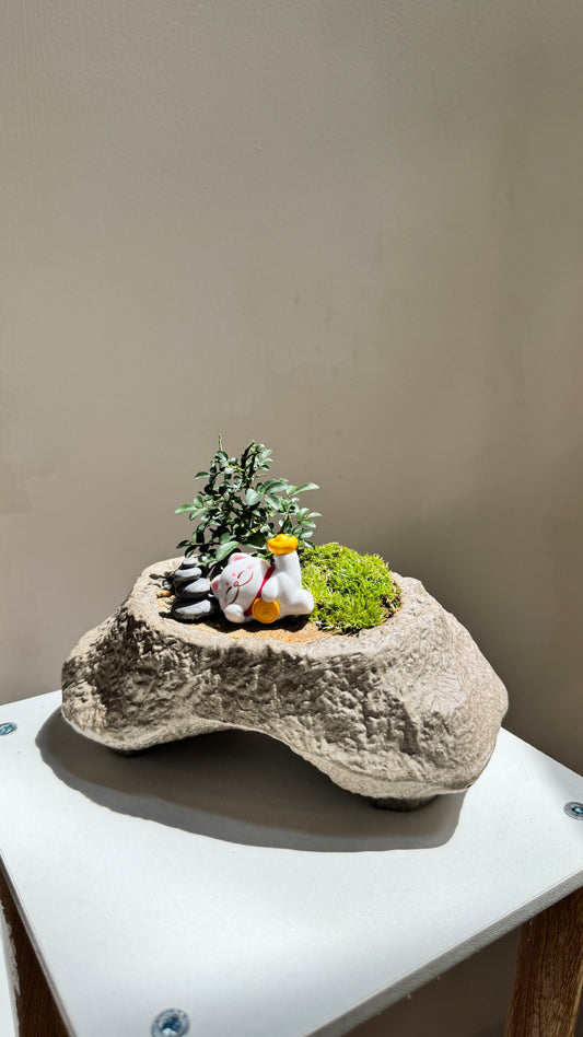 Zanthoxylum Fagara in Zen Faux Pot