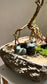 Prosperity Snowrose (Serissa Japonica) and Fittonia Arrangement in Zen Pot