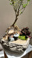 Prosperity Snowrose (Serissa Japonica) and Fittonia Arrangement in Zen Pot