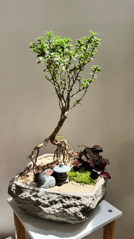 Prosperity Snowrose (Serissa Japonica) and Fittonia Arrangement in Zen Pot