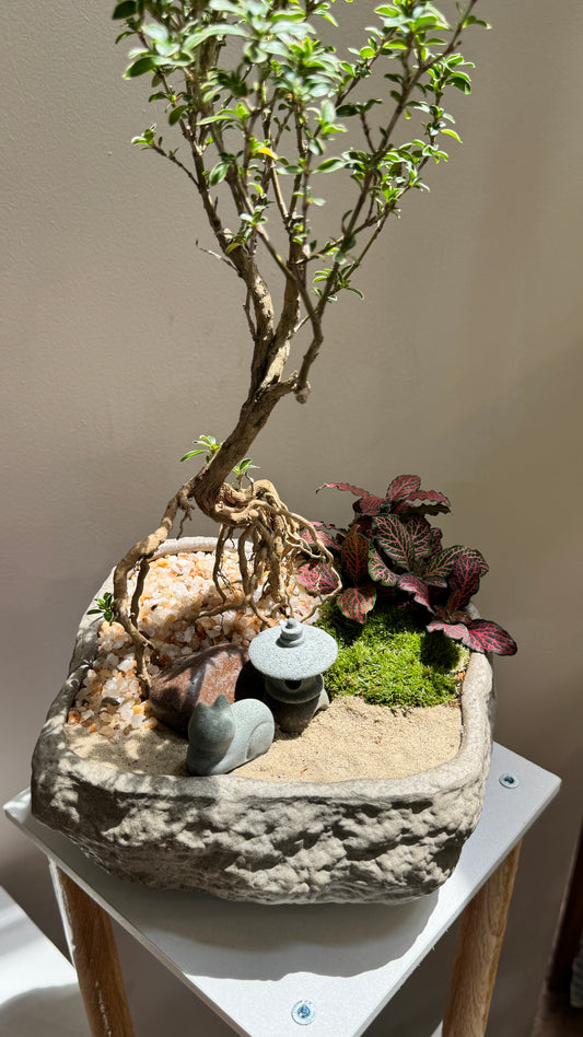 Prosperity Snowrose (Serissa Japonica) and Fittonia Arrangement in Zen Pot