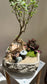 Prosperity Snowrose (Serissa Japonica) and Fittonia Arrangement in Zen Pot