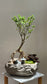 Prosperity Snowrose (Serissa Japonica) and Fittonia Arrangement in Zen Pot