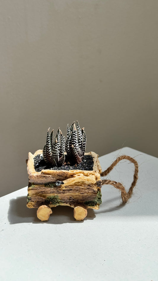 Mini Harwothia in Totoro Pot