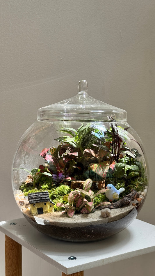 Fittonia & Fern with Moss Arrangement in Fishbowl with Lid