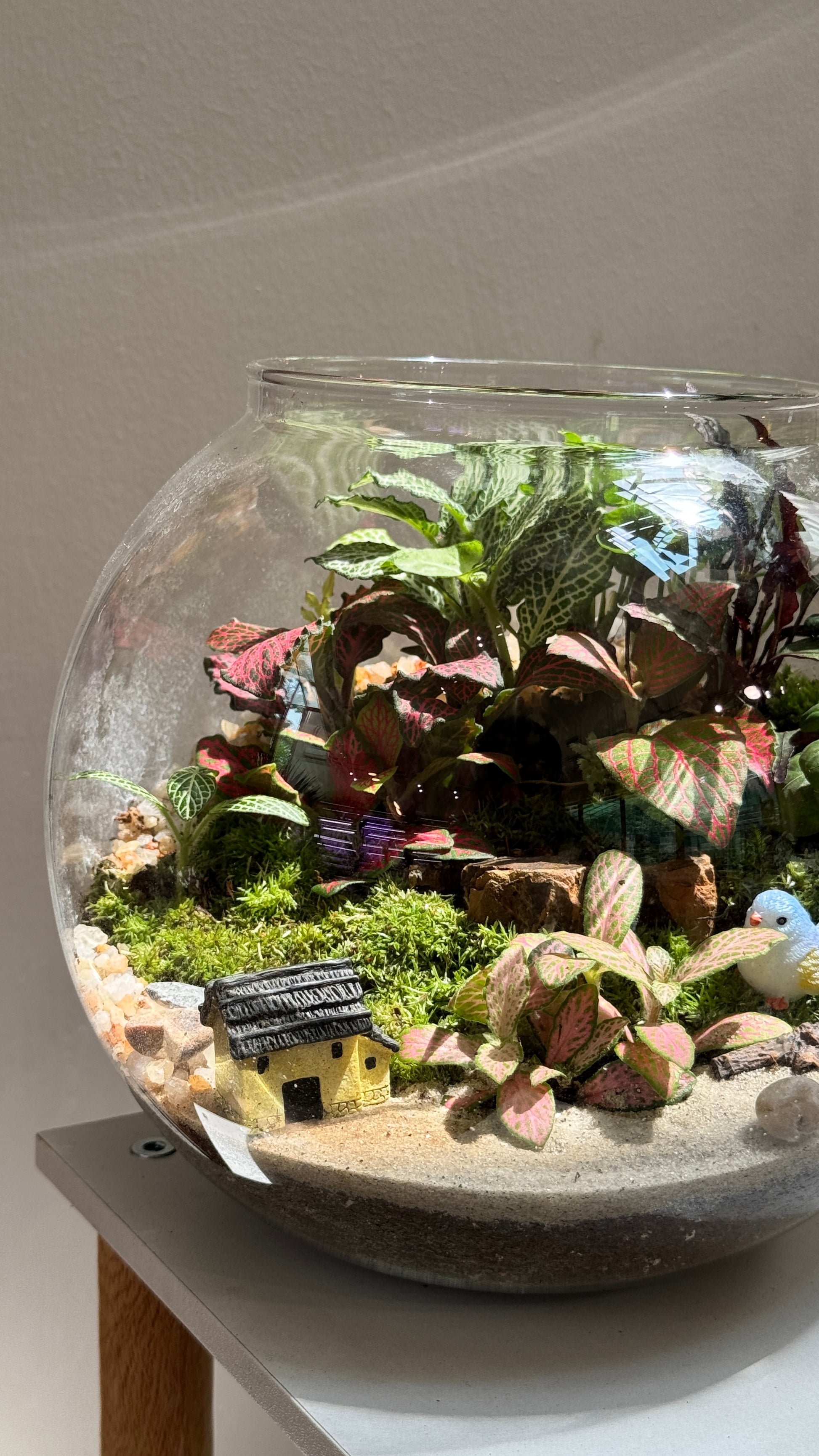 fish bowl terrarium plants Fishbowl Glass with Lid Indoor Plant Terrarium DIY Kit