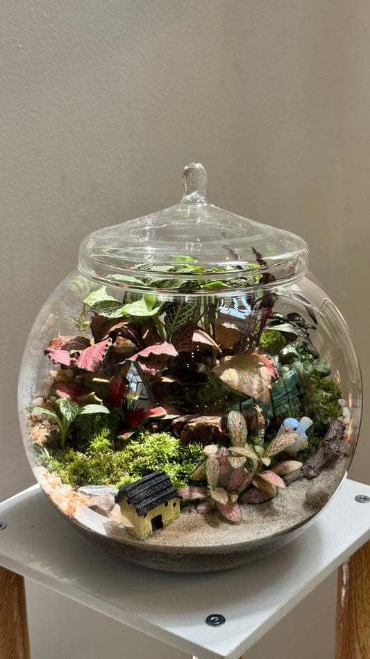 Fishbowl Glass with Lid Indoor Plant Terrarium DIY Kit