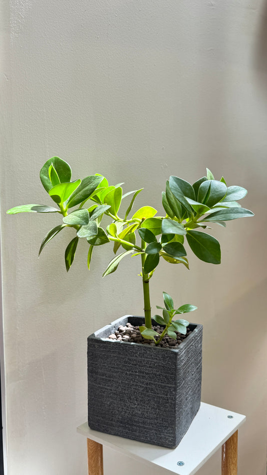 Culsia Rosea Princess in Grey Pot