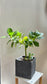 Culsia Rosea Princess in Grey Pot