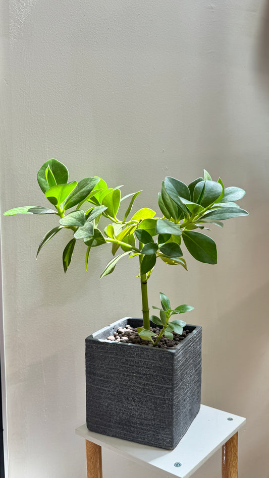 Culsia Rosea Princess in Grey Pot